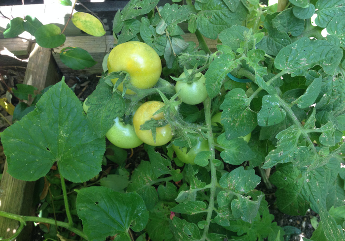 Moestuin 06