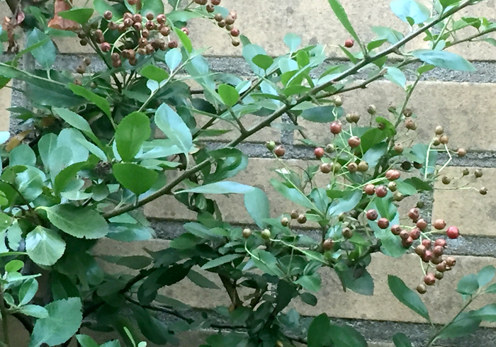 Vuurdoorn firethorn