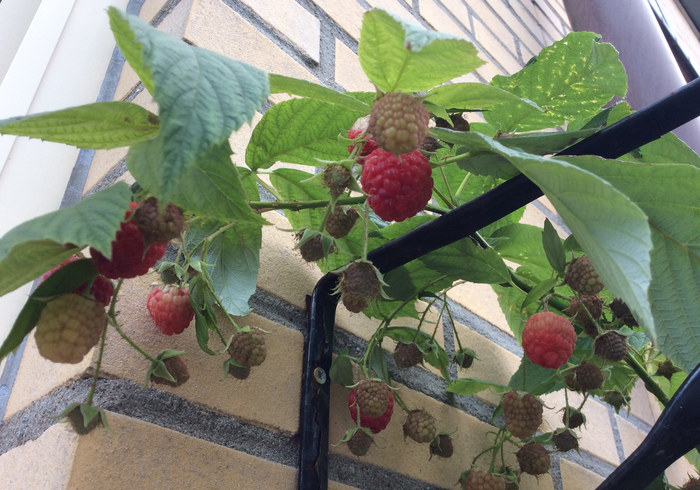 Raspberries 06