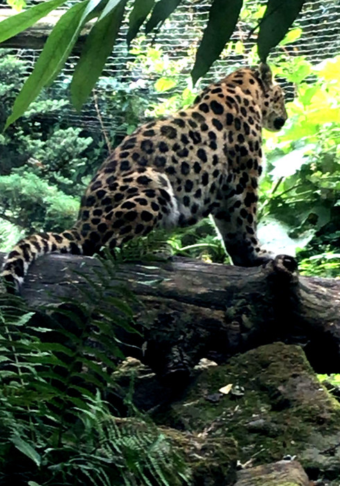 Blijdorp zoo 03