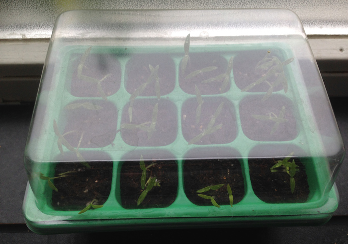Tomato plants 08