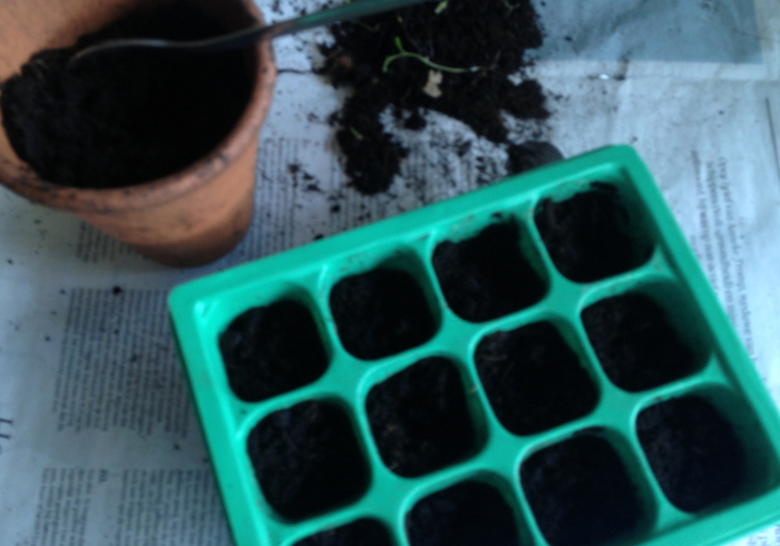 Aardbeien 01