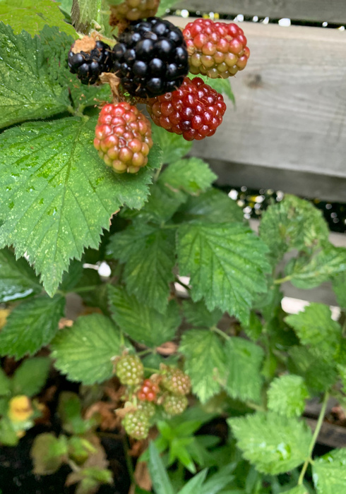 Fruitoogst 03