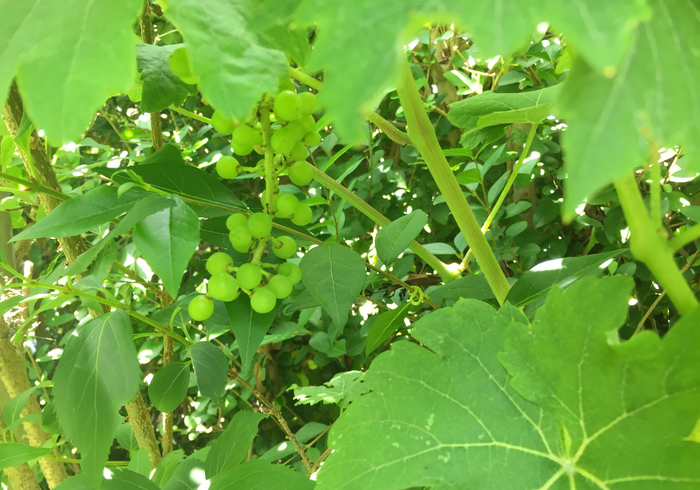 Druiven grapes 01