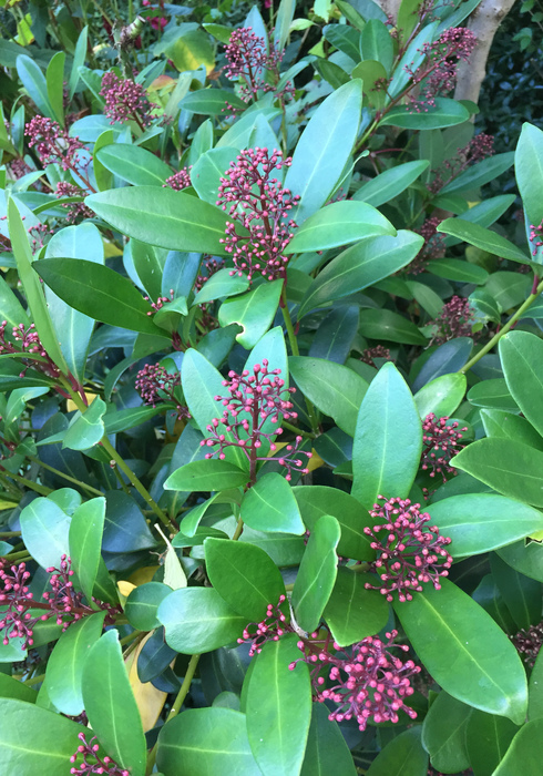 08. skimmia