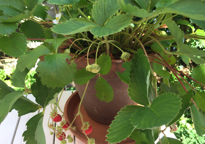 Aardbeien strawberries 02