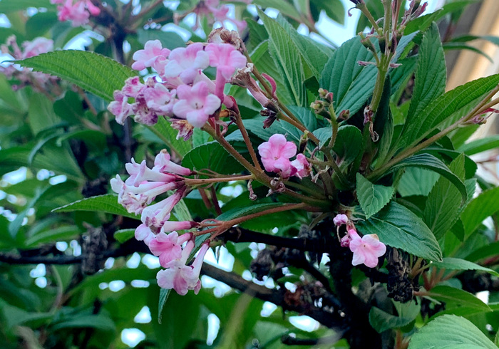 Viburnum sidepicll