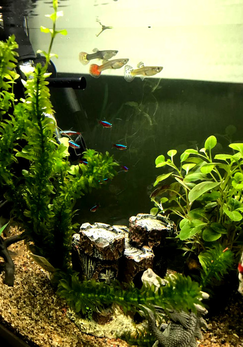 Aquarium puk 03