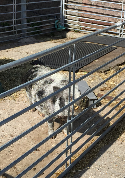 Boerderij schieveen 17