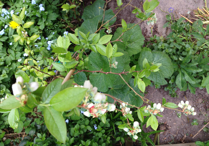 Moestuin 10