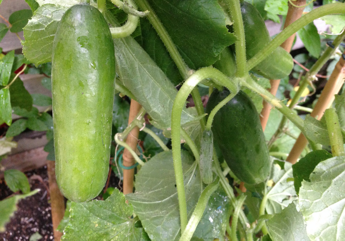 Moestuin 08