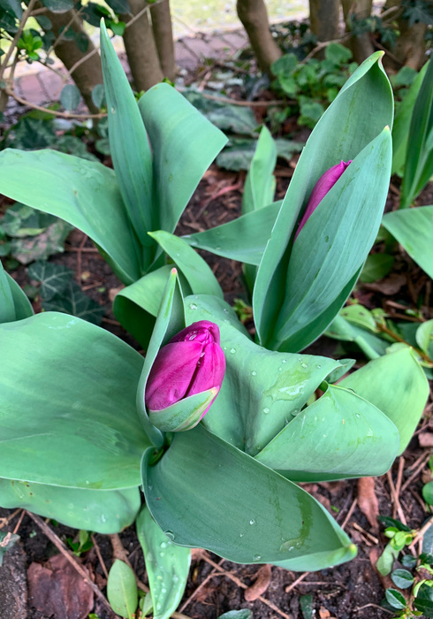 Lentetuin 05