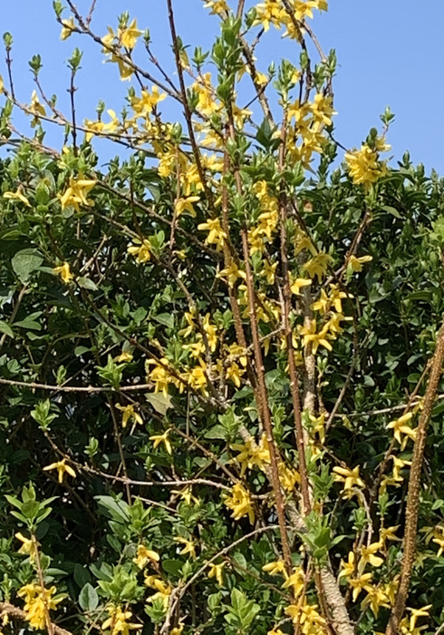 04. forsythia struik