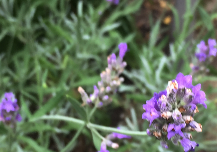 Lavendel sachet homepage
