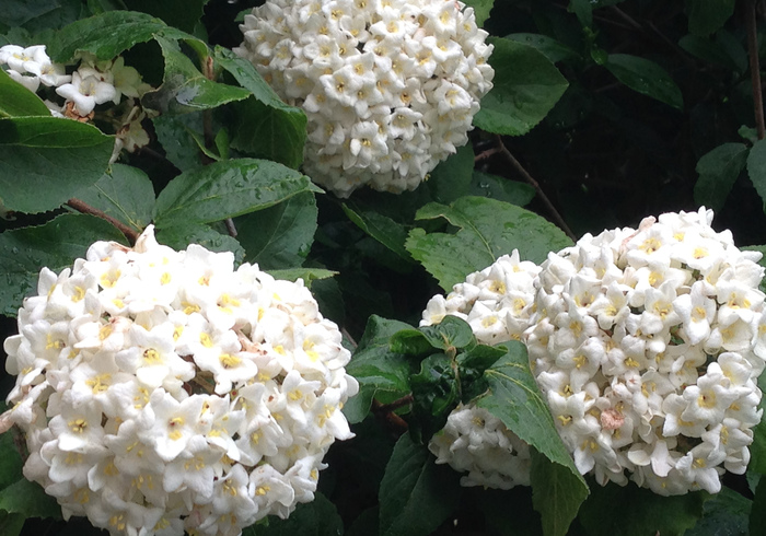 Viburnum