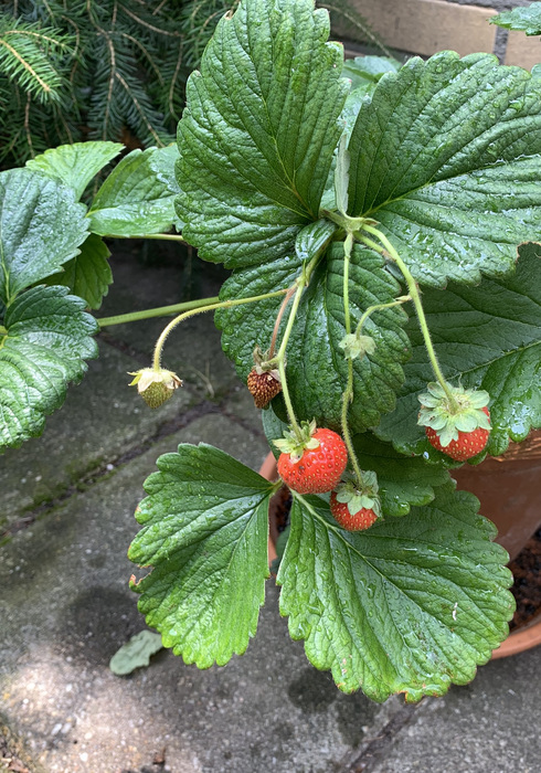 17. aardbeien