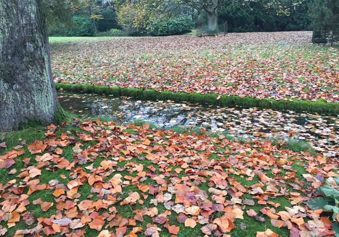 Arboretum trompenburg 10