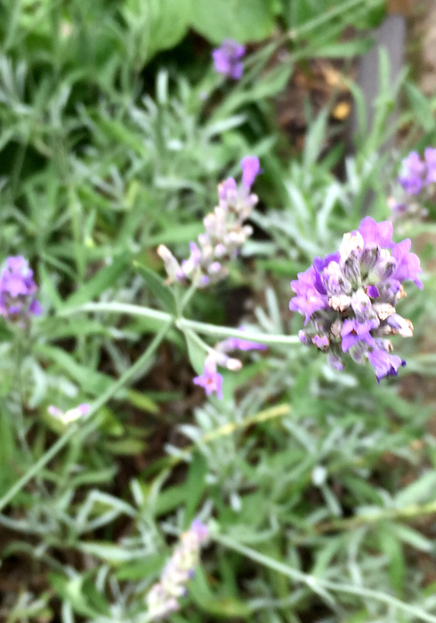 Lavendel 01