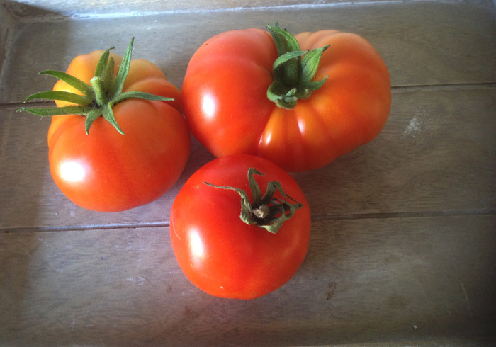 Tomatenoogst 04