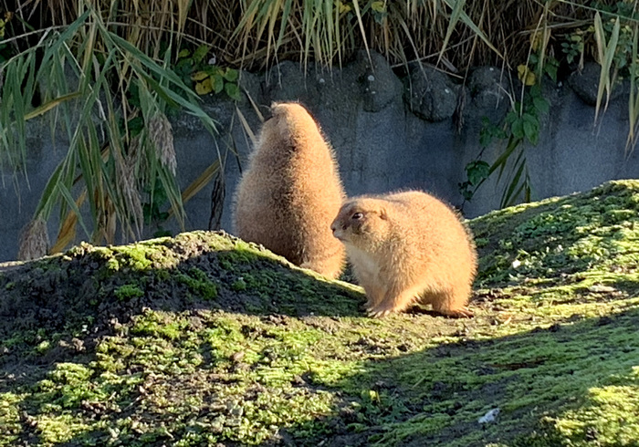 Blijdorp 15