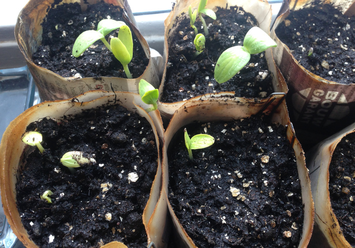 Zaailingen seedlings04