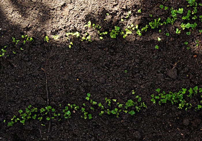 Moestuin 11