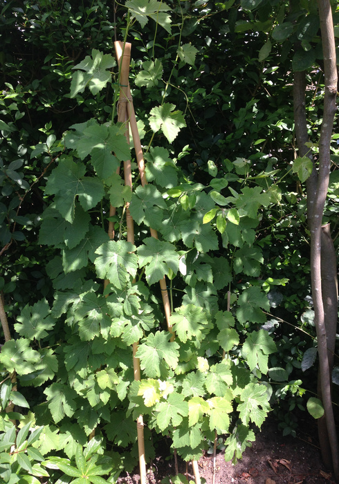 Moestuin 10