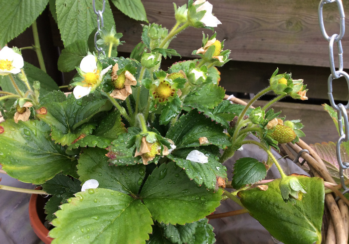 Strawberries 02