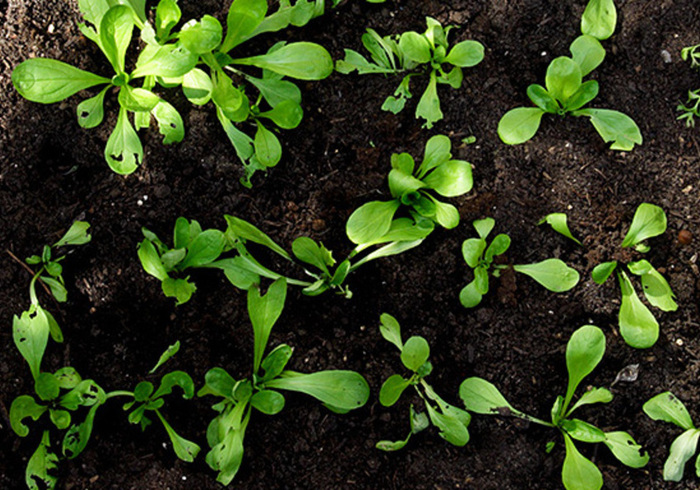 Moestuin 10