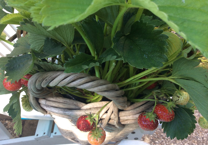 Redo kitchen garden 14