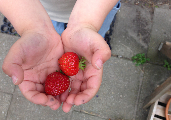 Aardbeien 02