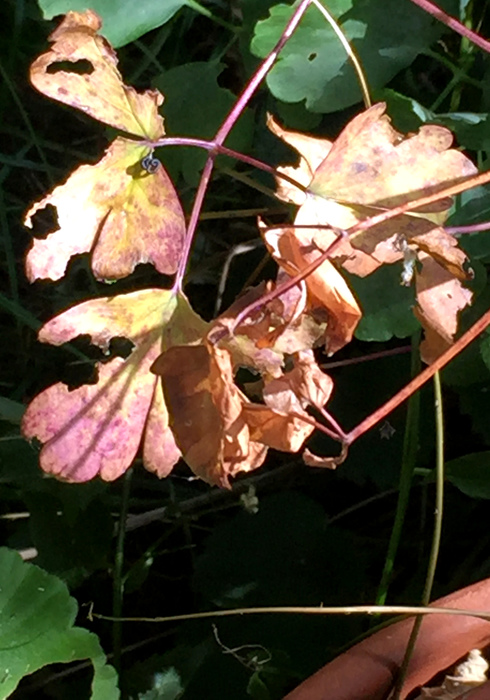 Oktober tuin 20