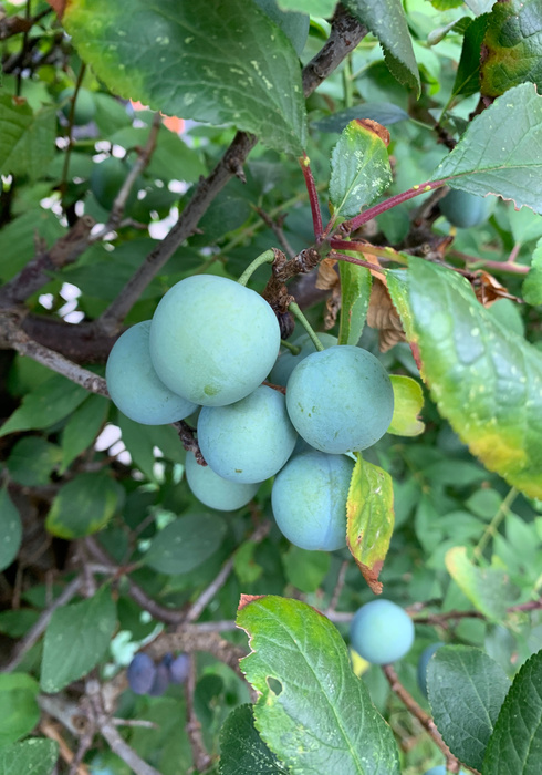 Fruitoogst 06