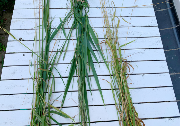 Gras krans 02