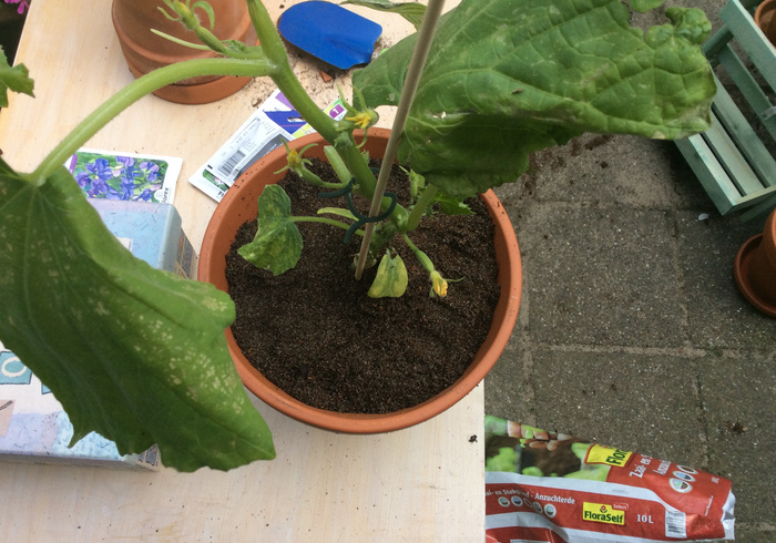 Moestuin 06