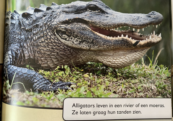 Reptielen 01