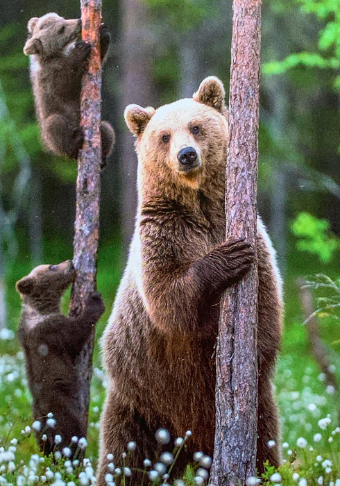 De wonderen van het bos 03