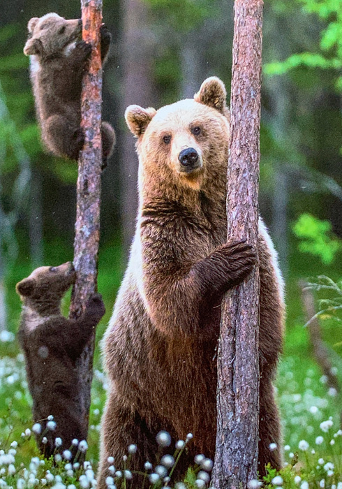 De wonderen van het bos 03