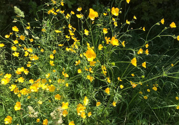 Wild flowers sidepic