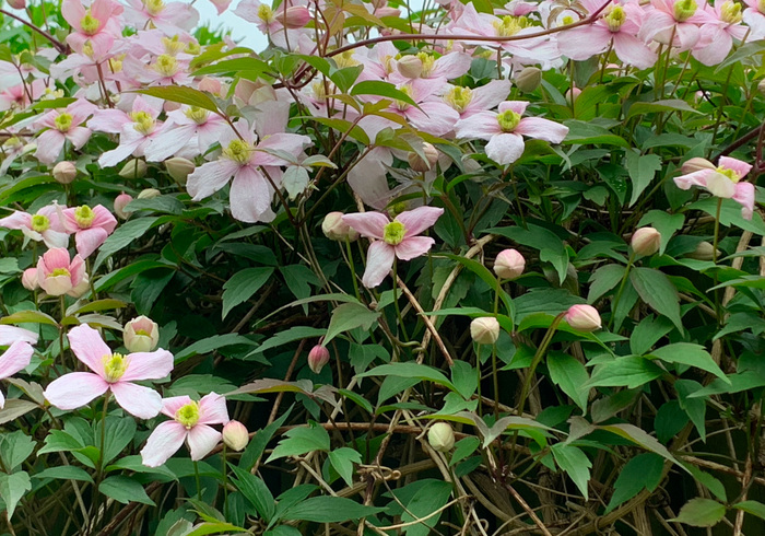 De lentetuin sidepic