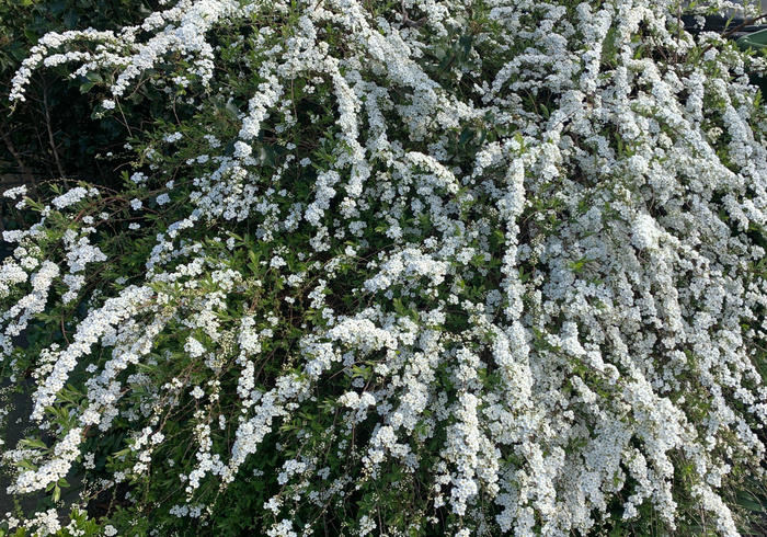 11. spirea