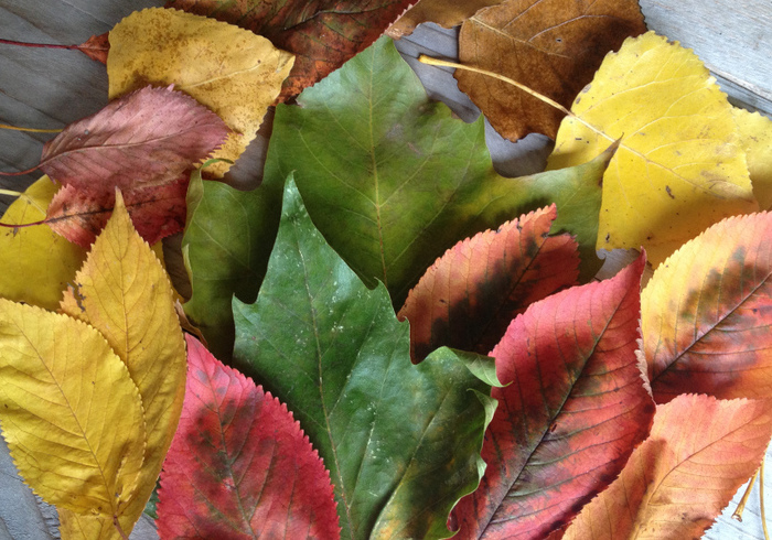 Herfst materiaal 09
