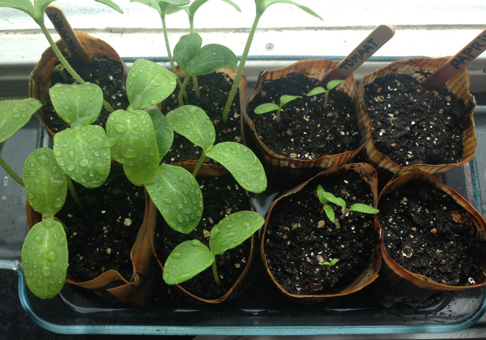 Zaailingen seedlings09