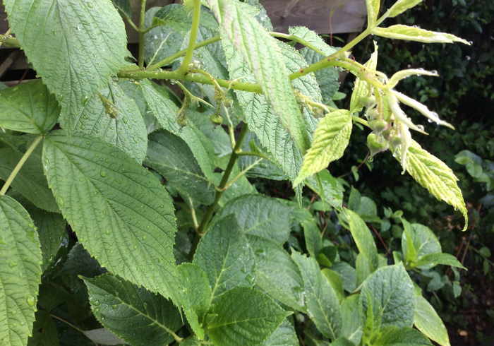 Raspberries 01