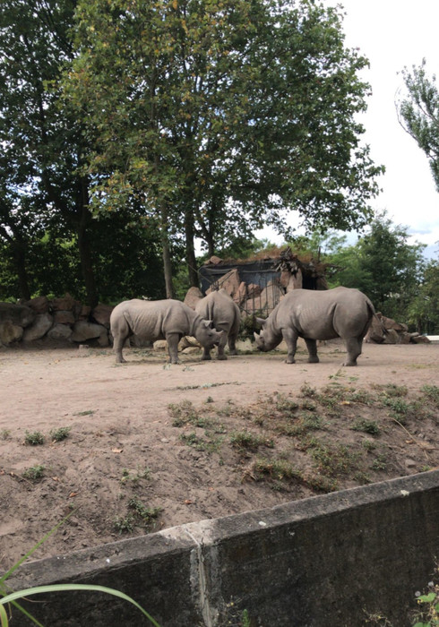 Blijdorp zoo 04