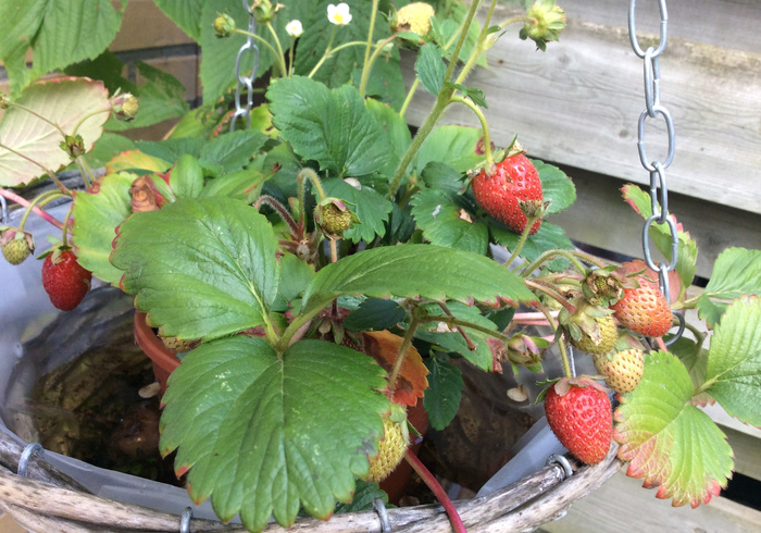 Strawberries 03