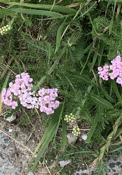 26. duizendblad   roze