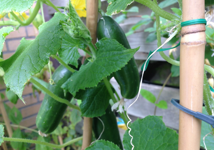 Moestuin 05