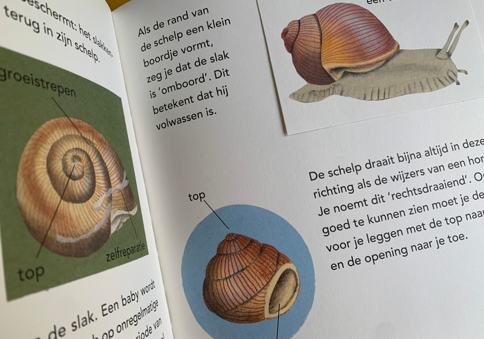 De slak 01
