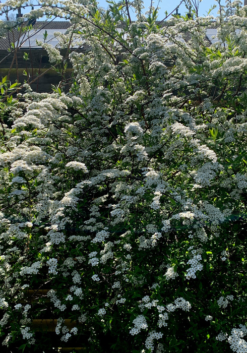 07. spirea